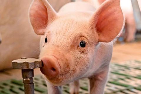 Schweinemarkt 2023/24