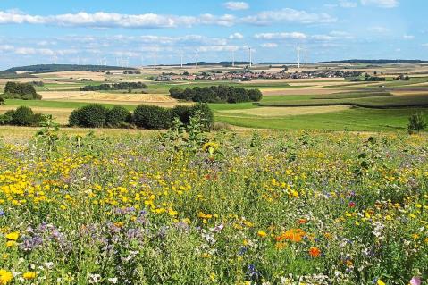 Landschaft mit Blühstreifen im Vordergrund