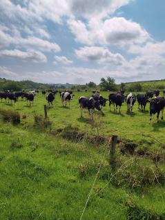 Kühe auf einer Weide in Irland