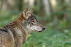 Wolf in der Natur