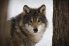 Wolf in Winterlandschaft