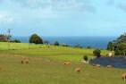Schafherde in Australien