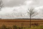 Gänse auf Maisstoppel