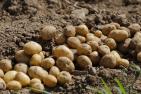 Frisch geerntete Kartoffeln liegen auf dem Feld