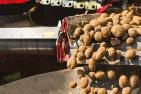 Witterung setzt Kartoffelmarkt unter Druck