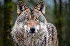 Spannungsfeld Wolf und Weidetierhaltung