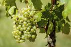 Weinbau in der Krise